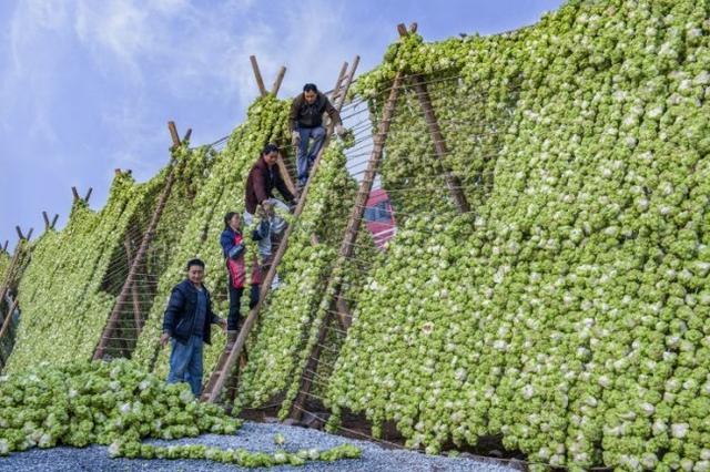 涪陵区：抓实绿色发展“五举措”推动榨菜产业提档升级
