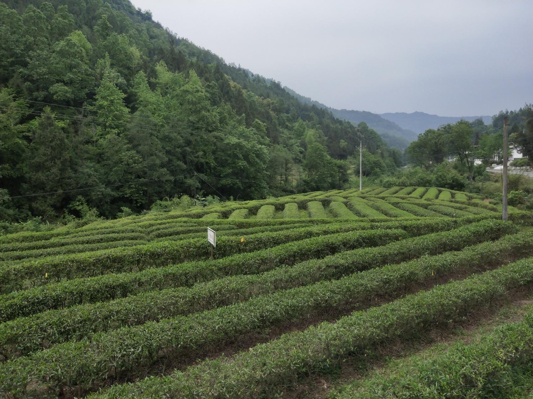 通江一乡镇发展“茶旅”融合助力乡村振兴