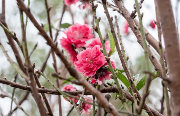 今年石马桃花靓！花农：来买花新年大展宏“桃”！