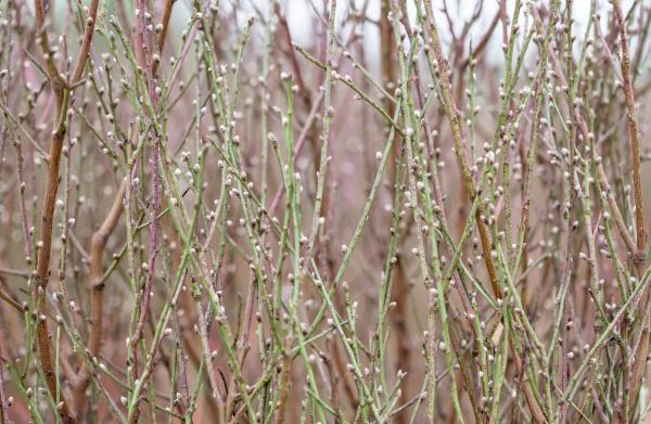 今年石马桃花靓！花农：来买花新年大展宏“桃”！