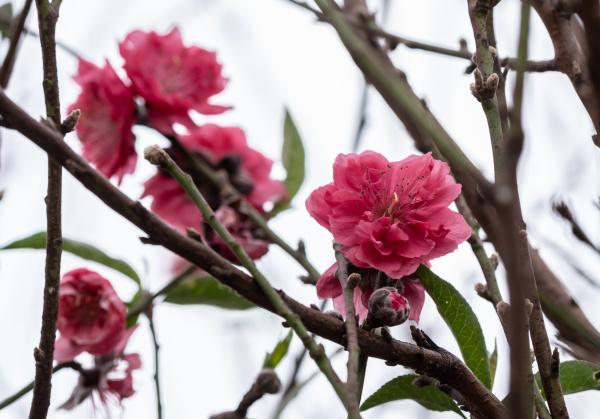 今年石马桃花靓！花农：来买花新年大展宏“桃”！