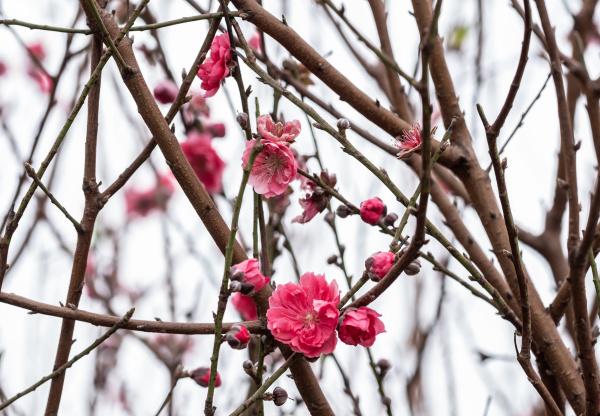 今年石马桃花靓！花农：来买花新年大展宏“桃”！