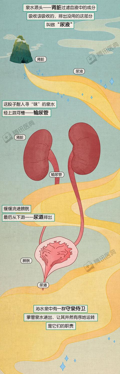 你是怎么知道要尿尿了？膀胱的正确使用方式，请收藏