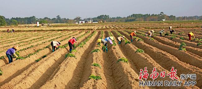 儋州：开展全域土地综合整治 助力乡村振兴