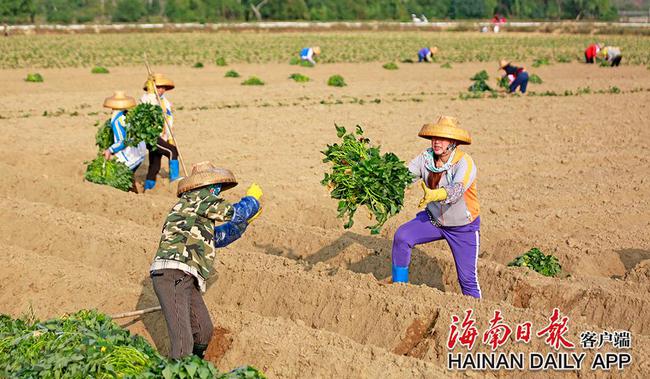 儋州：开展全域土地综合整治 助力乡村振兴