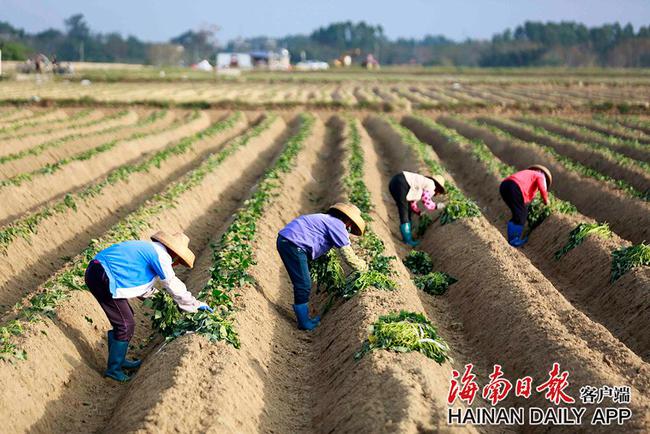 儋州：开展全域土地综合整治 助力乡村振兴