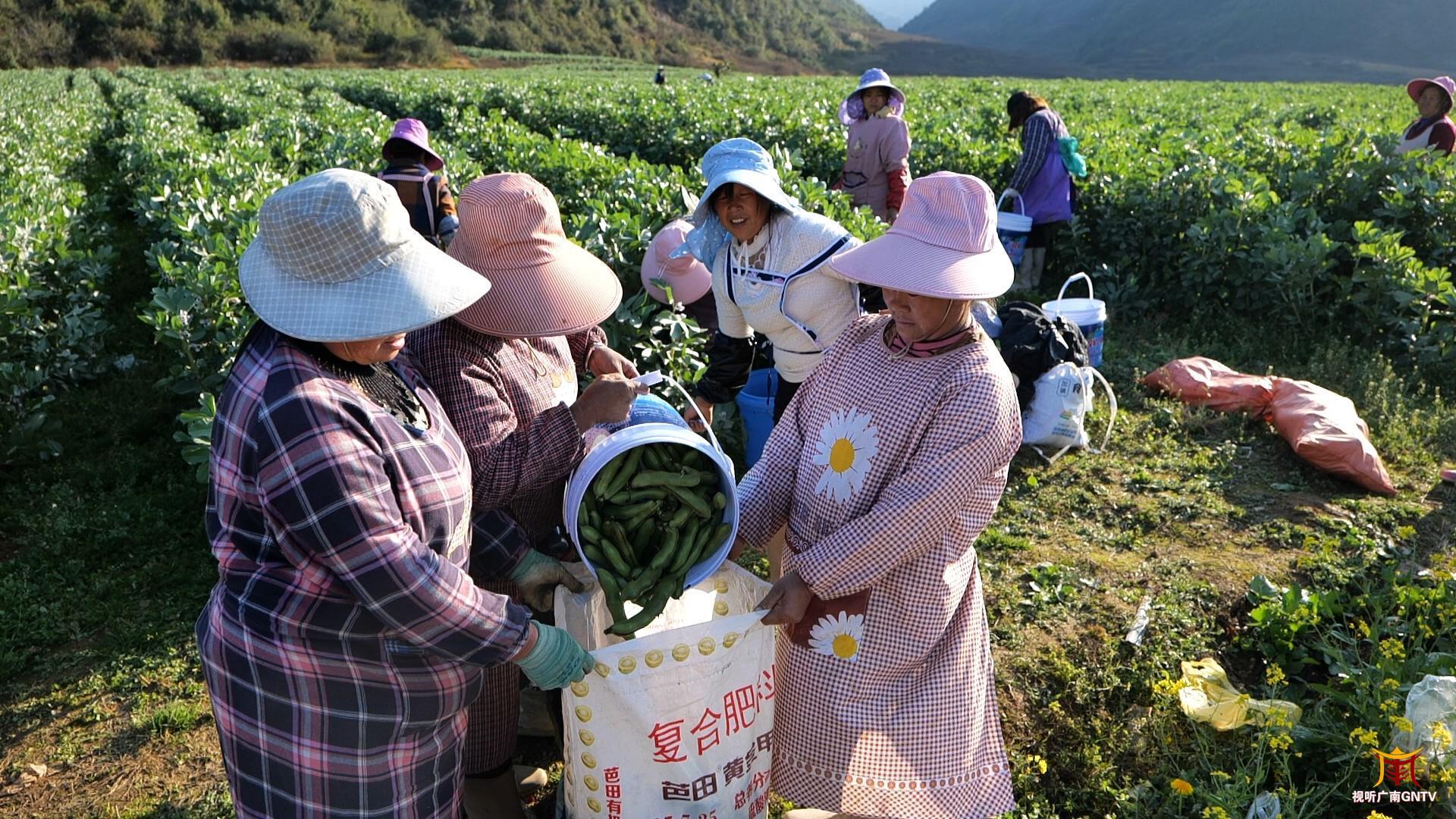 广南：小蚕豆种出“大产业”