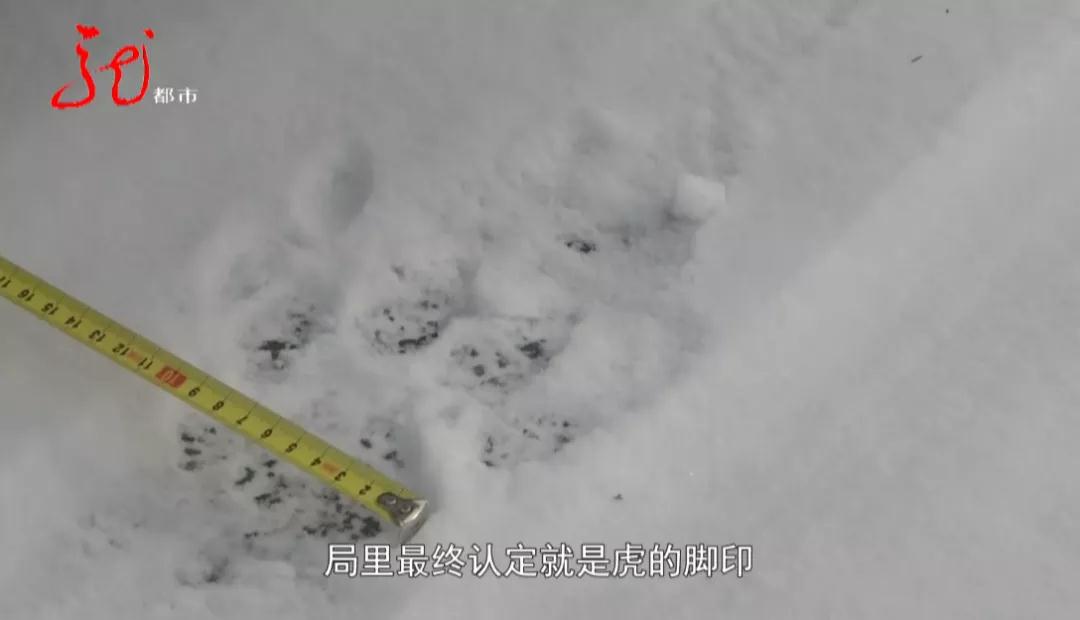 雪地上惊现神秘大脚印!推断:成年雄性野生东北虎出现......