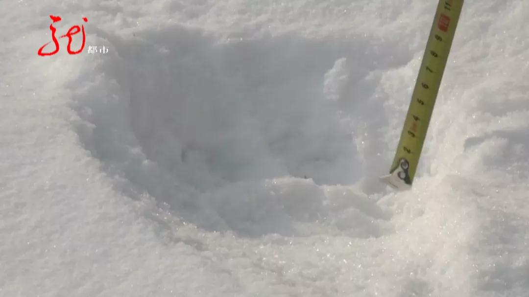 雪地上惊现神秘大脚印!推断:成年雄性野生东北虎出现......