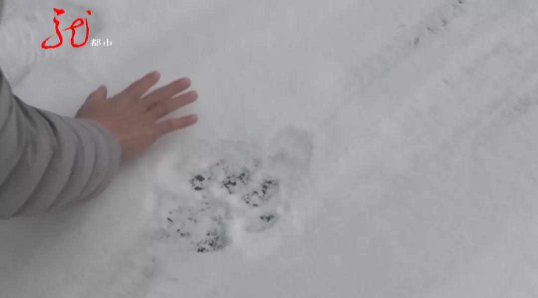 雪地上惊现神秘大脚印!推断:成年雄性野生东北虎出现......