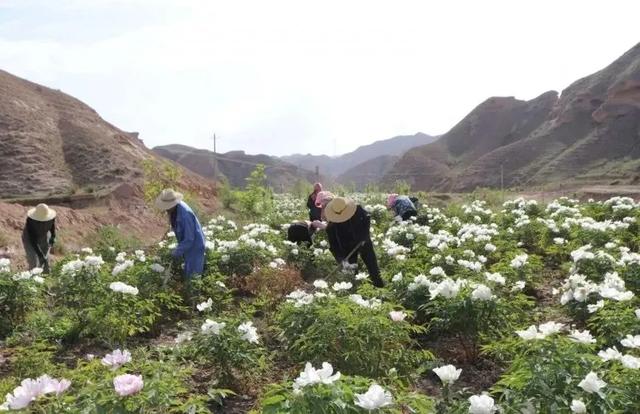 白银人说白银：撂荒地变了“生钱地”，土山沟成了“致富沟”