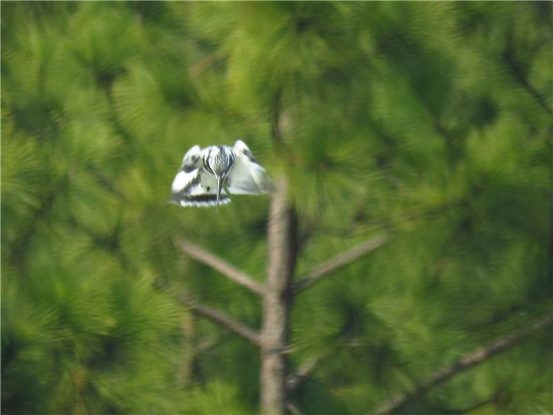 不是鱼也不是狗 身怀绝技的野生斑鱼狗CP飞临辰山植物园