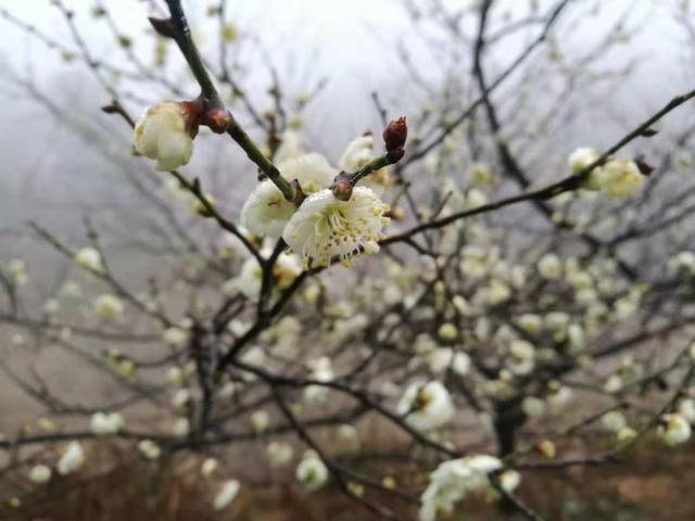 梅花陆续开放！九江4处赏花地千万别错过~第一个就让你惊艳！