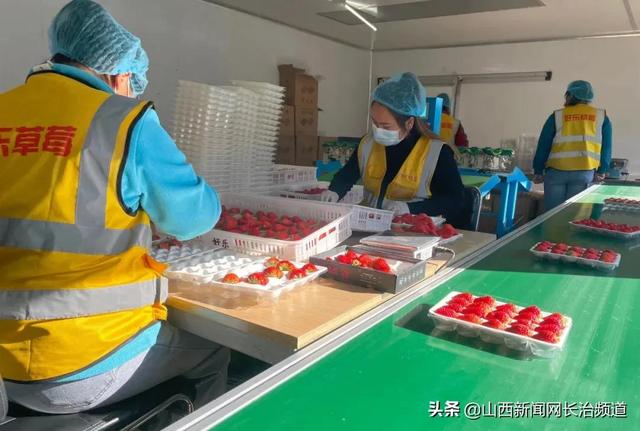 沁源县：草莓园里春意浓 产业发展助增收
