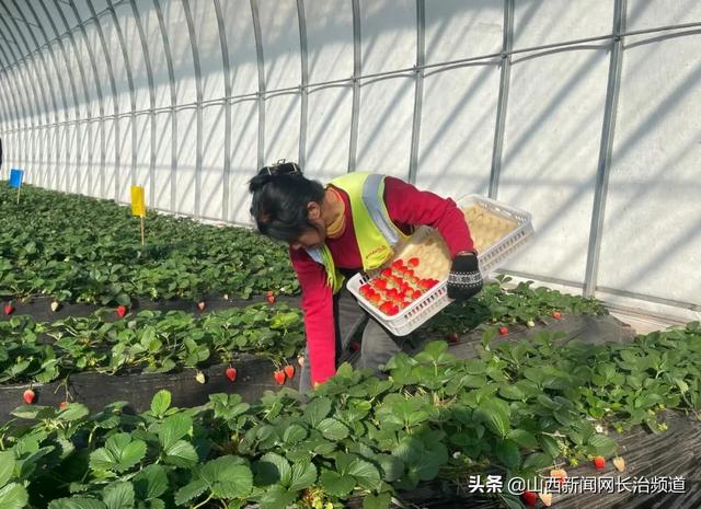 沁源县：草莓园里春意浓 产业发展助增收