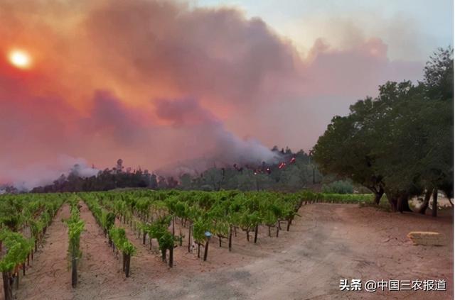 过年不整点酒？再不重视这件事，葡萄酒就要且喝且珍惜了