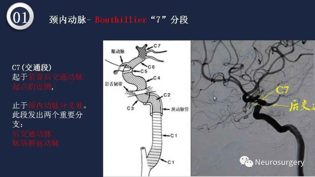 头颈动脉系统解剖