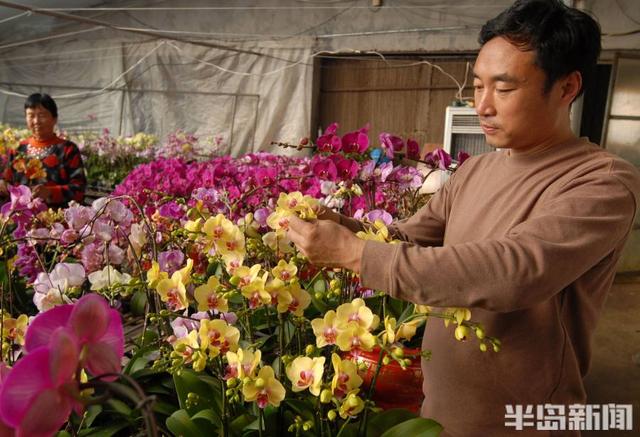 蝴蝶兰花俏销迎新春