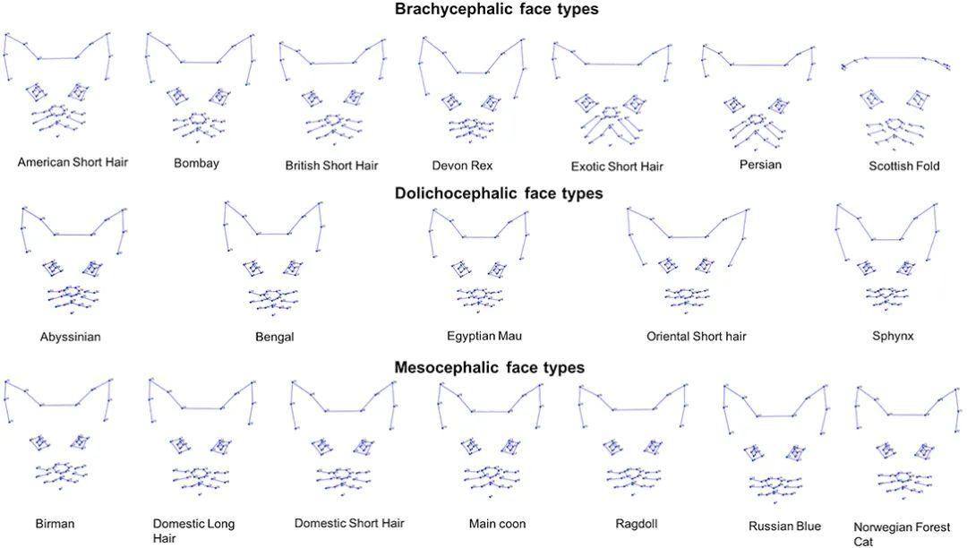 猫猫是开心还是难受？这个测试好多人都答错