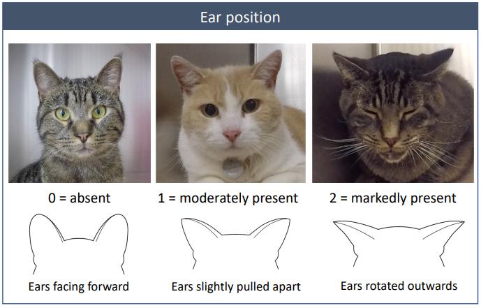 猫猫是开心还是难受？这个测试好多人都答错