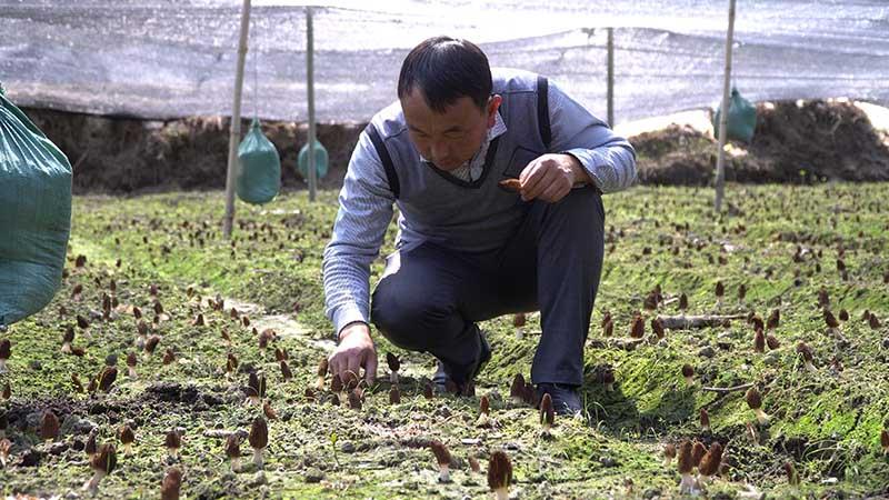 腾冲顺河社区的产业振兴路