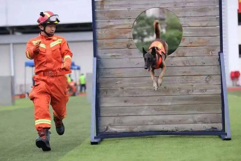 【听见】高颜值、硬实力 厦门消防搜救犬天团集结完毕！