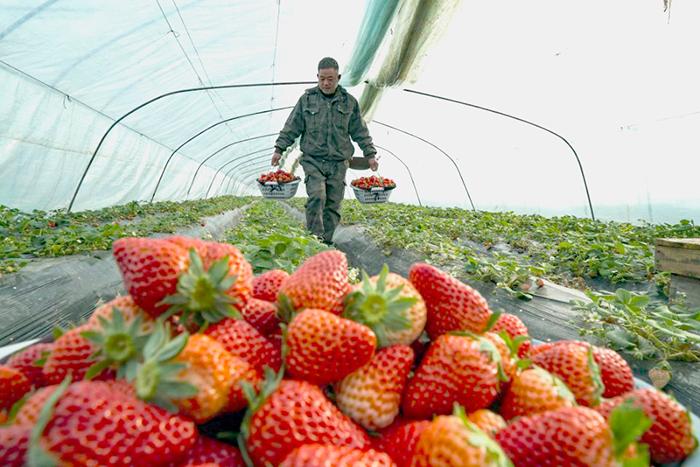 安徽五河：腊月草莓红 农民笑开颜