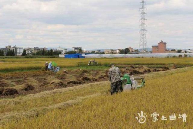 沾益区五大措施筑牢粮食安全“压舱石”