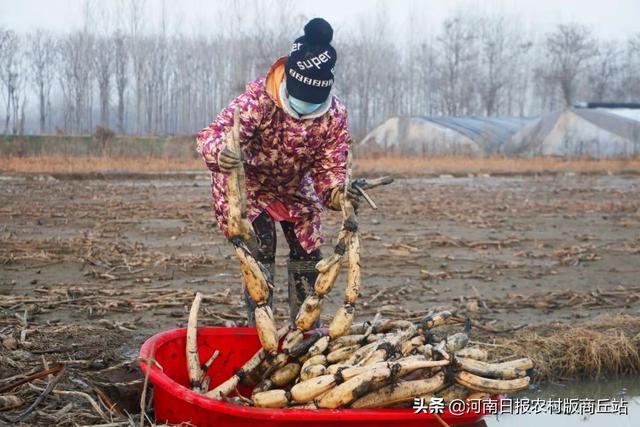 商丘柘城县：莲藕连着致富路