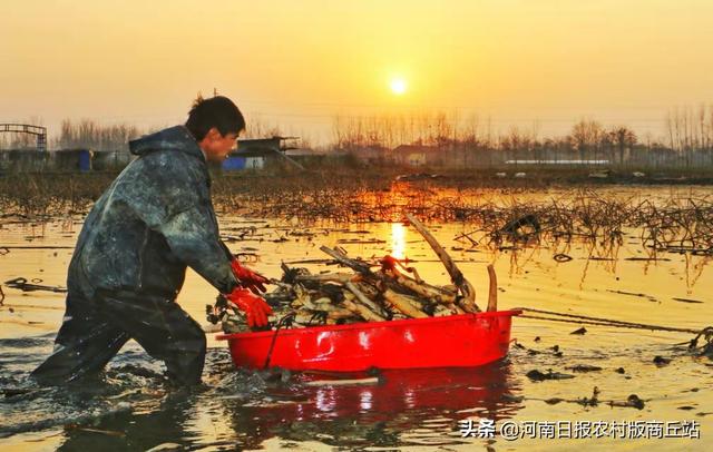 商丘柘城县：莲藕连着致富路