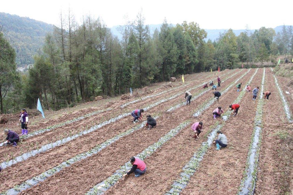 重规划、强基础、兴产业，巴中开启乡村振兴新征程