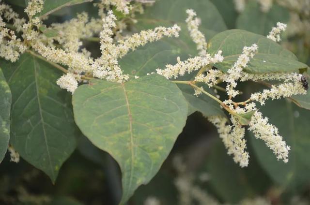 林草日历?|北京乡土树种：盐肤木、黄连木、毛黄栌