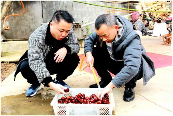 慈利：本地荸荠新鲜上市