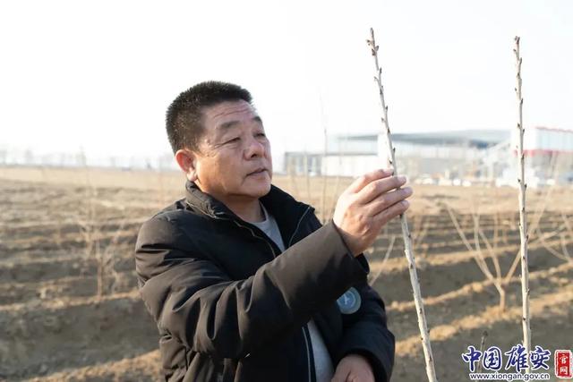 家乡雄安丨杨宏记：村民致富路上的“带头人”