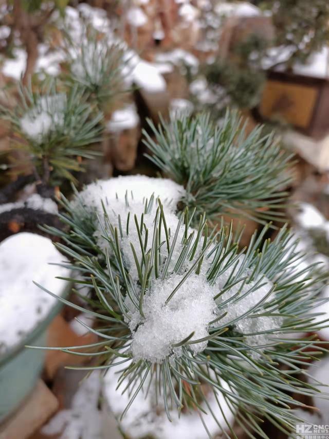 雪是不结果的花 图文/邵秀英