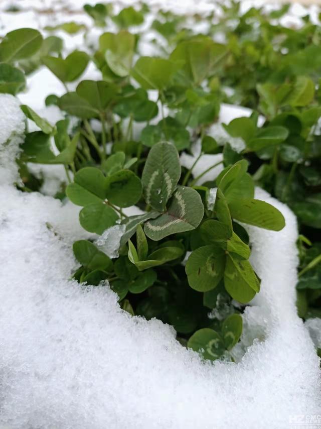 雪是不结果的花 图文/邵秀英