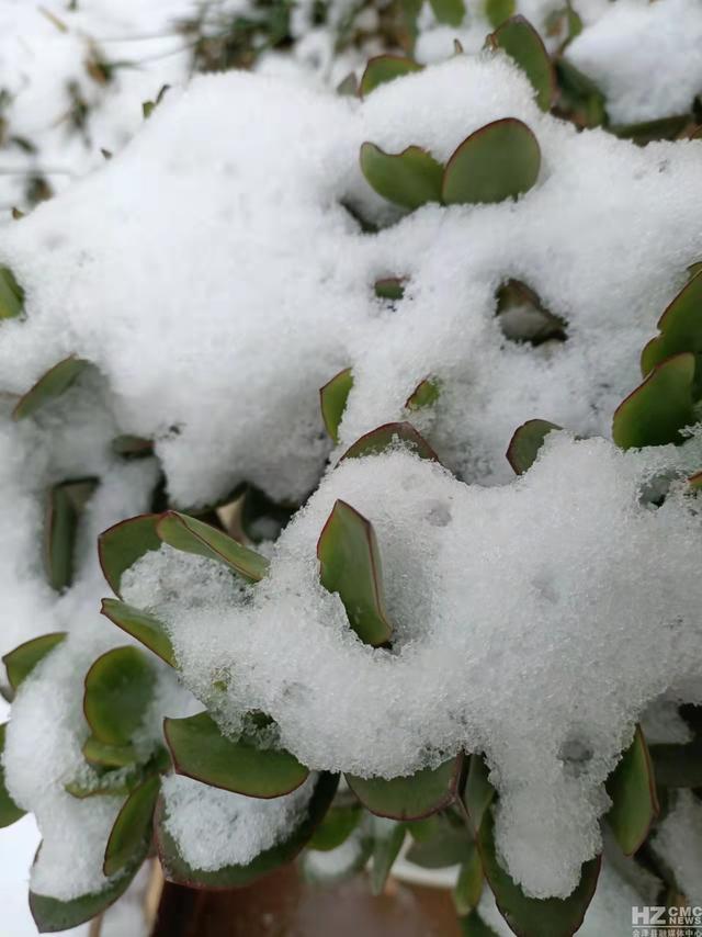 雪是不结果的花 图文/邵秀英