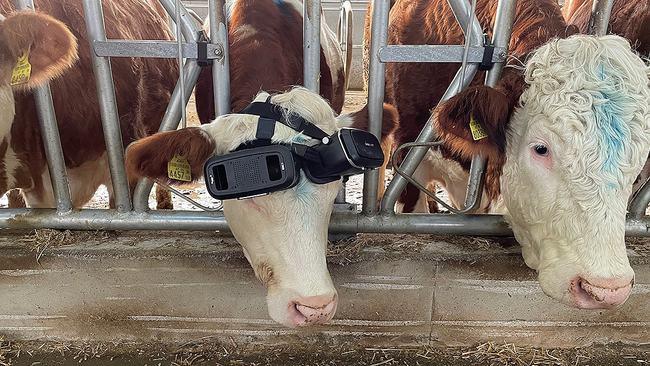 奶牛矩阵：给牛牛一片虚拟的大草原，“远离”农场拥挤的痛苦