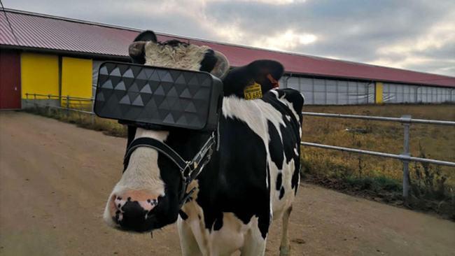 奶牛矩阵：给牛牛一片虚拟的大草原，“远离”农场拥挤的痛苦