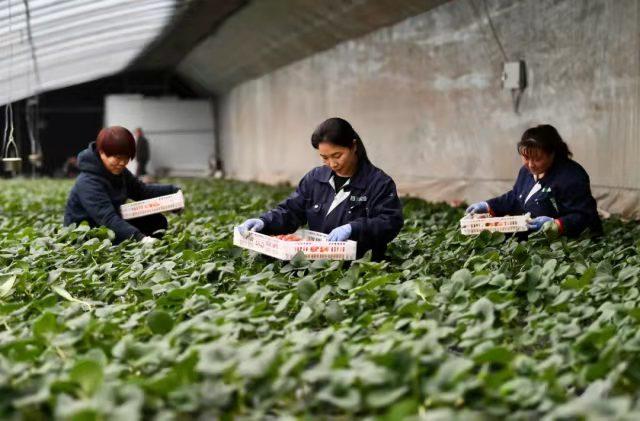 乡村振兴｜一颗小草莓带领村民走向全国