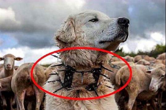 为何狗脖子上要缠“铁刺”？牧民的“防狼项圈”究竟