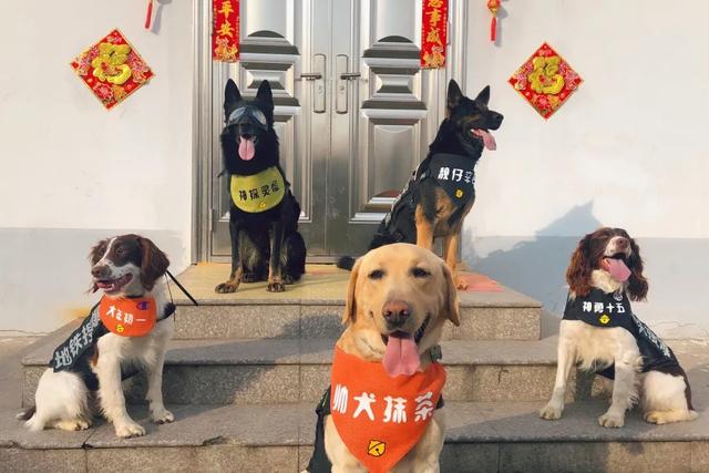 与警犬零距离的机会来了！