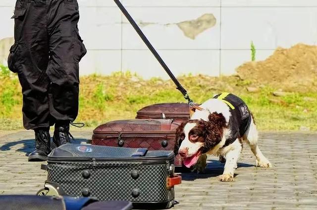 与警犬零距离的机会来了！