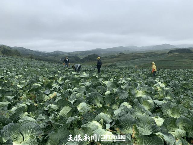 毕节：农业产业发展势头正足