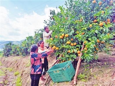 沃柑种植拓宽群众增收路