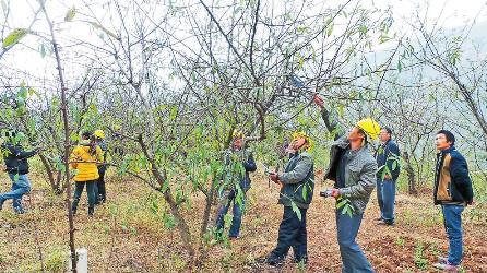 【新春走基层】鲁甸：青花椒冬季管护忙