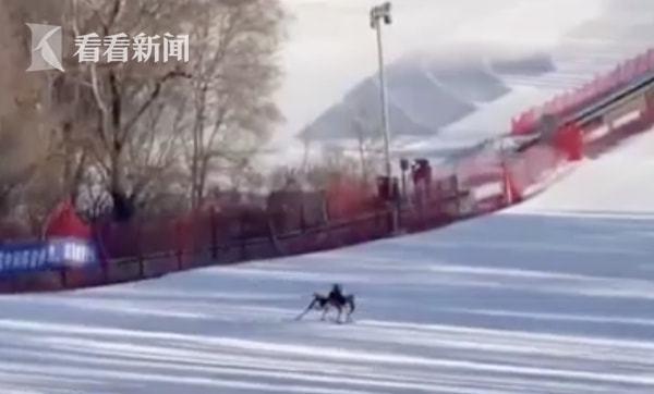 身姿矫健！上海交大自主研发滑雪机器人：有六只脚，能灵活避障