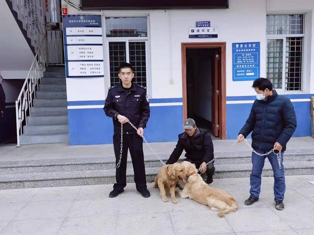 城厢：家养金毛丢失5日，民警狗肉店救犬