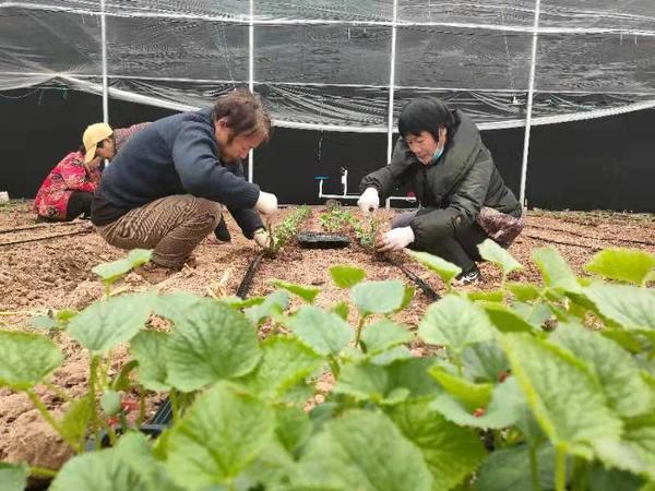 沁阳：温室大棚种植带来“甜蜜”生活