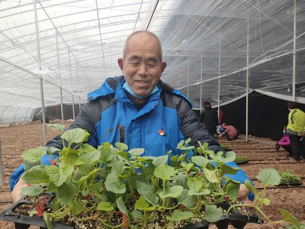 沁阳：温室大棚种植带来“甜蜜”生活